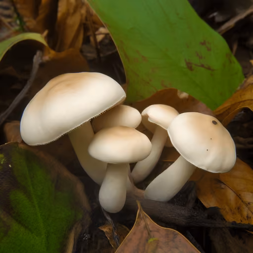 Giant Tricholoma (Tricholoma giganteum)