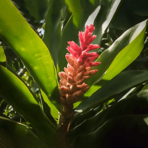 Ginger (Zingiber officinale)