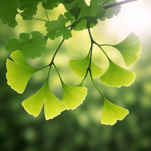 Ginkgo