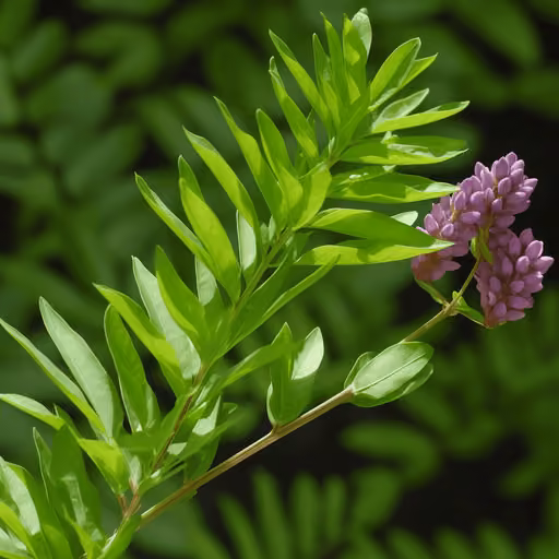 Glabridin (Glycyrrhiza glabra)