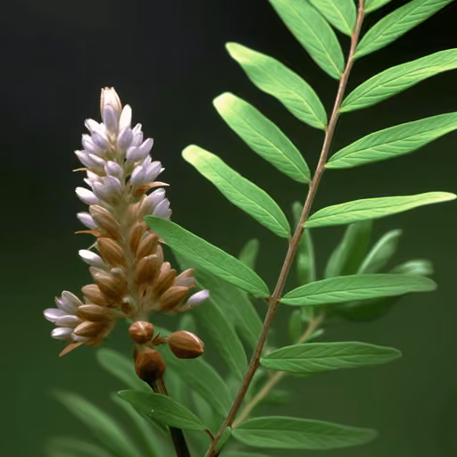 Glycyrrhiza uralensis