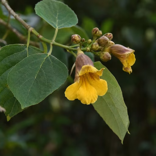 Gmelina