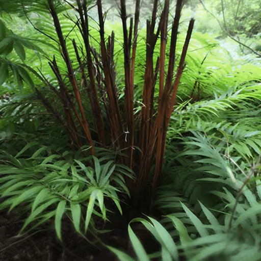 Golden chicken fern (Cibotium barometz)