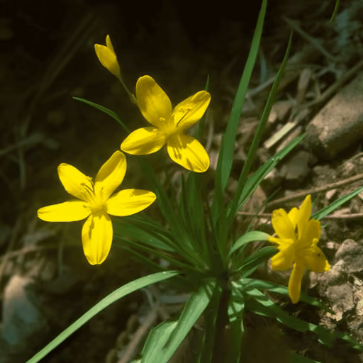 Golden eye-grass (Curculigo orchioides)