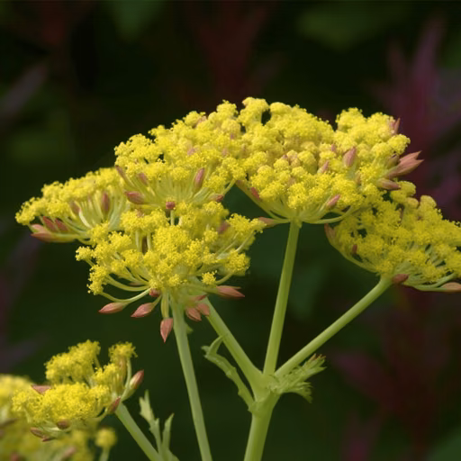 Golden lace