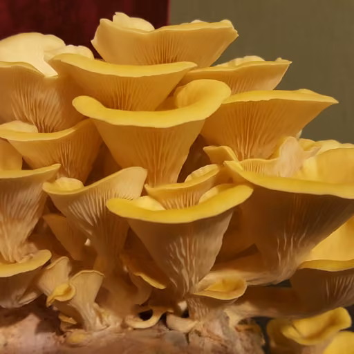 Golden Oyster (Pleurotus citrinopileatus)