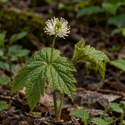 Goldenseal