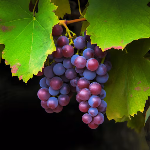 Grape seed (Vitis vinifera)