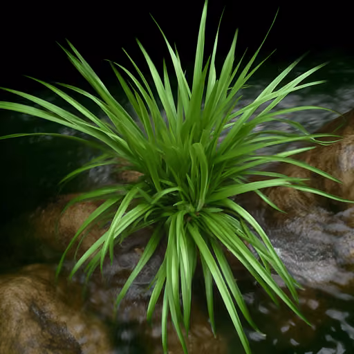 Grassleaf Sweetflag (Shi Chang Pu) (Acorus tatarinowii)
