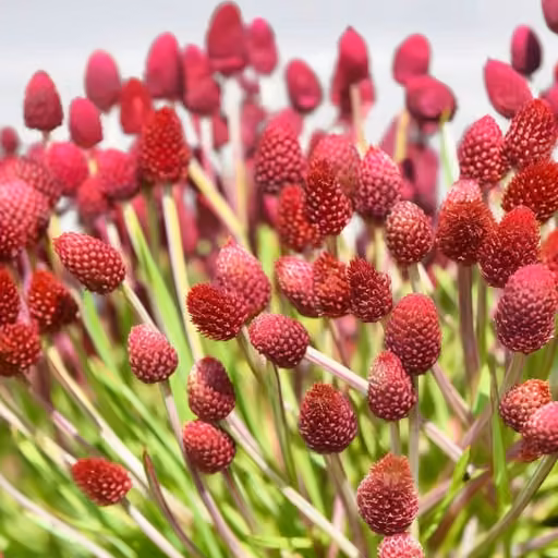 Great burnet (Sanguisorba officinalis)