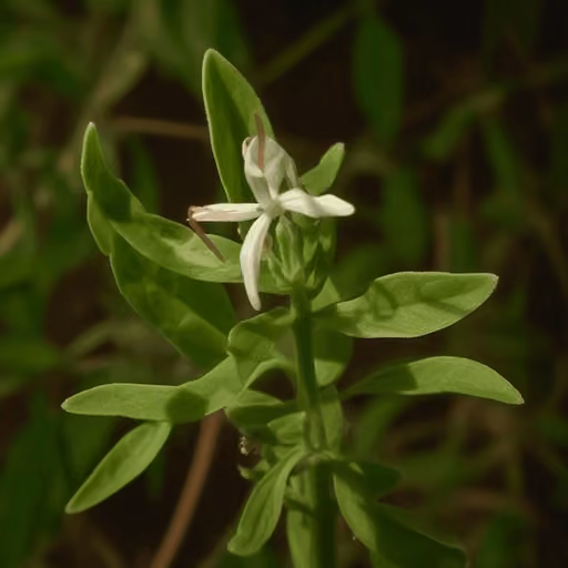 Green chiretta (Andrographis paniculata)