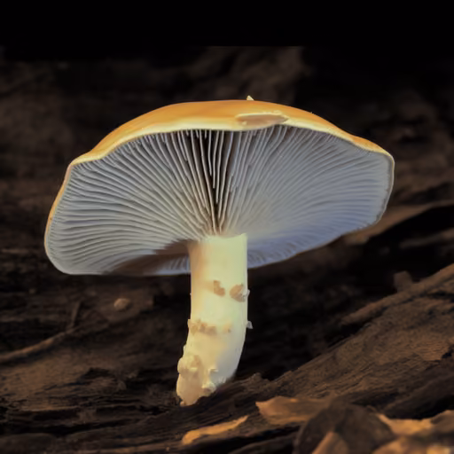 Green quilt russula (Russula crustosa)