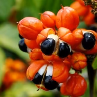 Guarana (Paullinia cupana)