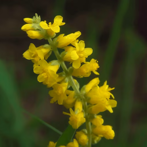Hairy agrimony (Agrimonia pilosa)