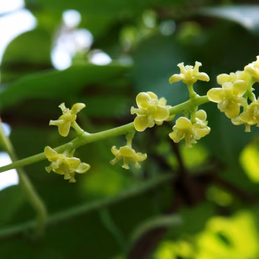 Heart-leaved moonseed (Tinospora cordifolia)