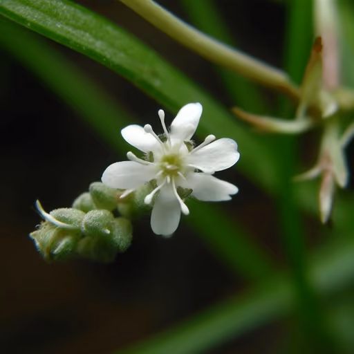 Hedyotis Diffusa Willd extract (Scleromitrion diffusum)