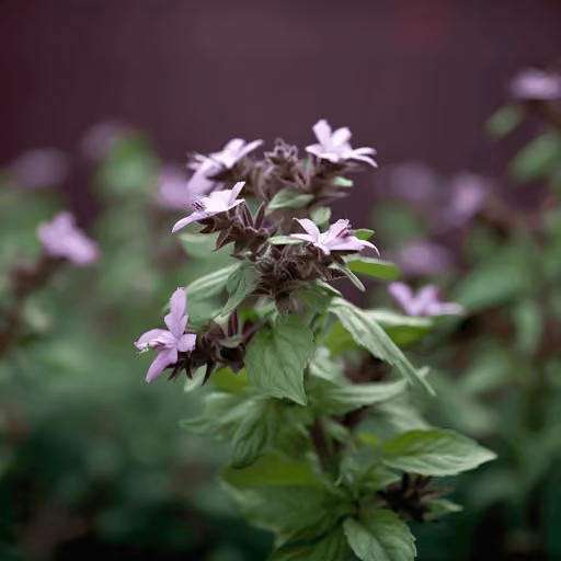 Holy Basil (Ocimum tenuiflorum)