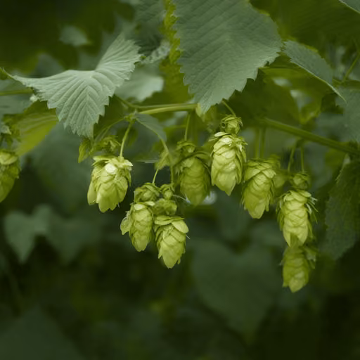 Hops (Humulus lupulus)