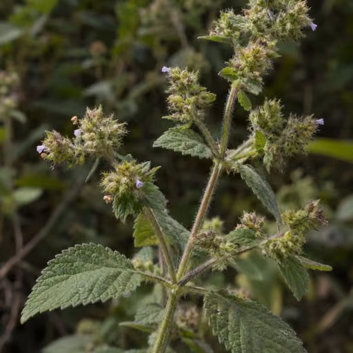 Hyptis pectinata