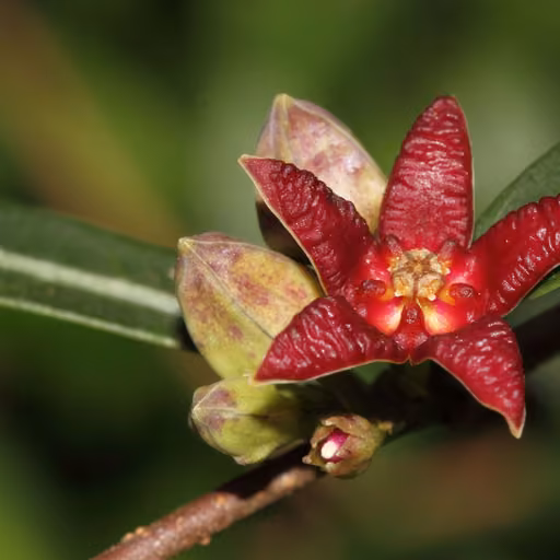 Indian sarsaparilla (Hemidesmus indicus)