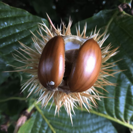 Japanese chestnut