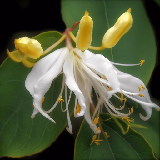 Japanese honeysuckle