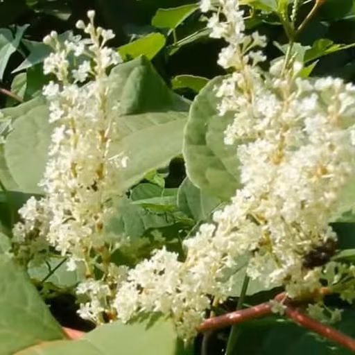 Fallopia japonica