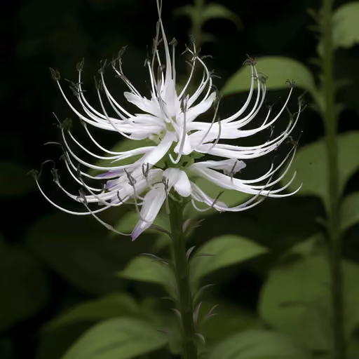 Java Tea (Orthosiphon stamineus)