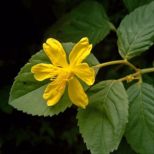 Jute Mallow (Corchorus olitorius)