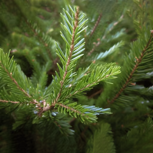 Khingan fir (Abies nephrolepis)