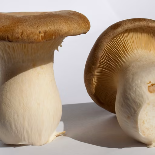 King Oyster (Pleurotus eryngii)