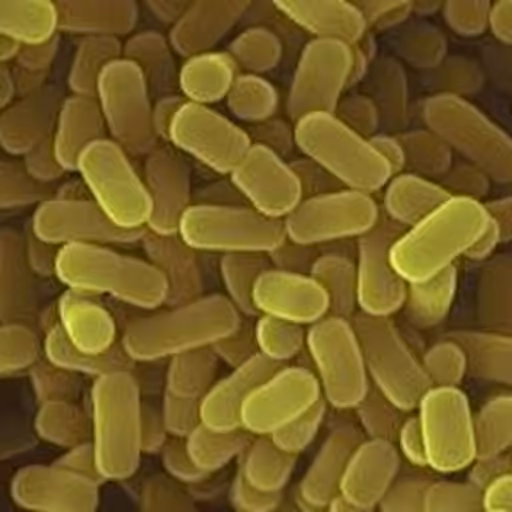 Lactobacillus