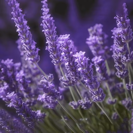 Lavender (Lavandula angustifolia)