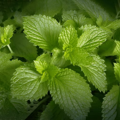 Lemon balm (Melissa officinalis)