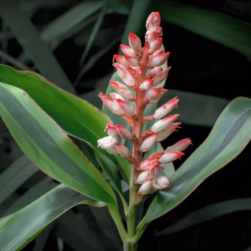 Lesser galangal (Alpinia officinarum)