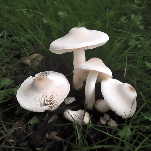 Leucoagaricus excoriatus (Macrolepiota excoriata)