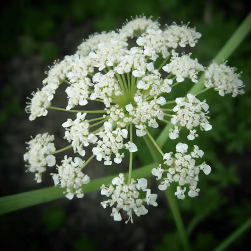 Ligusticum / Chuanxiong (Chuan Xiong) (Conioselinum anthriscoides)