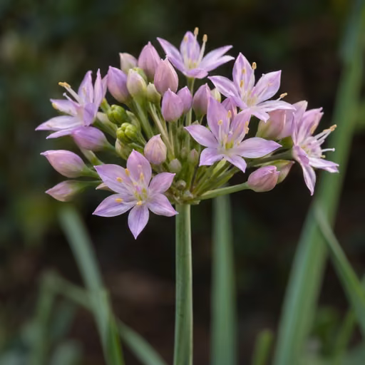 Long-stamen chive