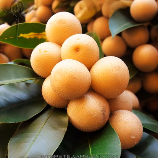 Longan (Dimocarpus longan)