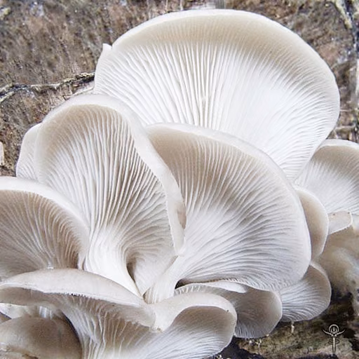 Lung Oyster (Pleurotus pulmonarius)