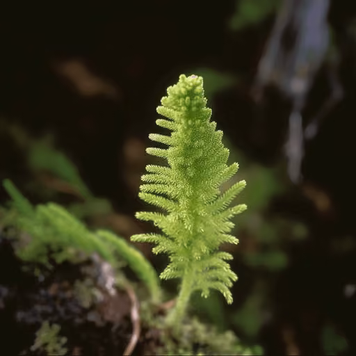 Lycopodium cernua (Lycopodiella cernua)