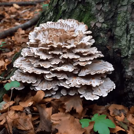 Maitake (Grifola frondosa)