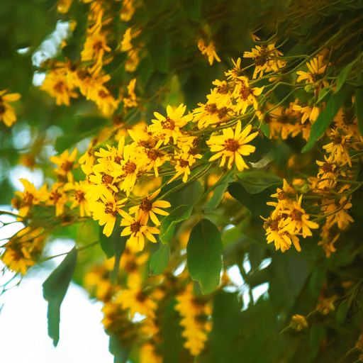 Malabar kino (Pterocarpus marsupium)