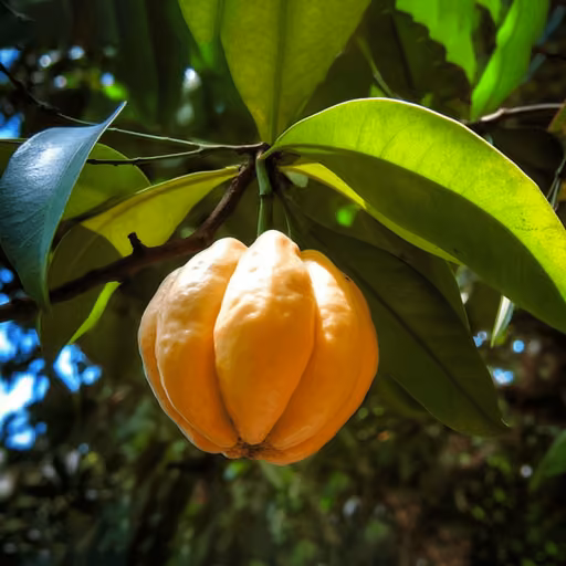 Malabar tamarind (Garcinia gummi-gutta)