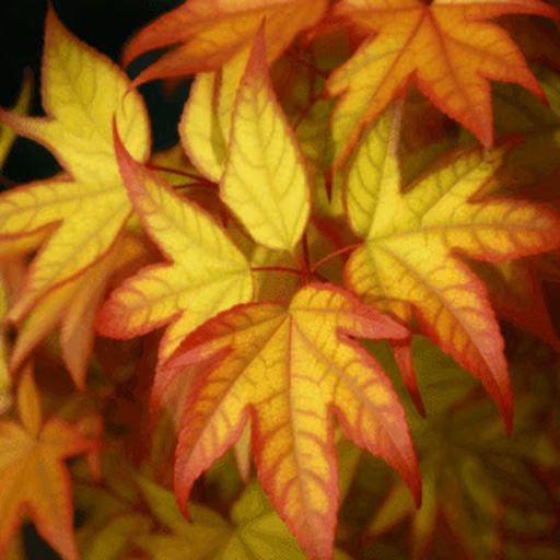 Manchurian striped maple
