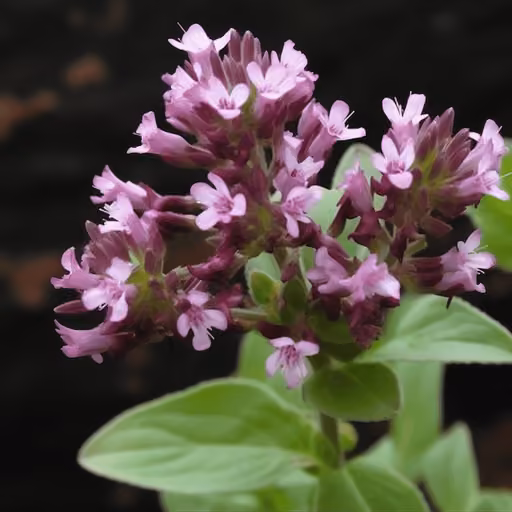 Marjoram (Origanum majorana)