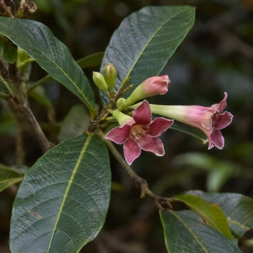 Massularia acuminata