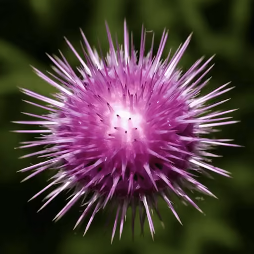 Milk Thistle (Silybum marianum)