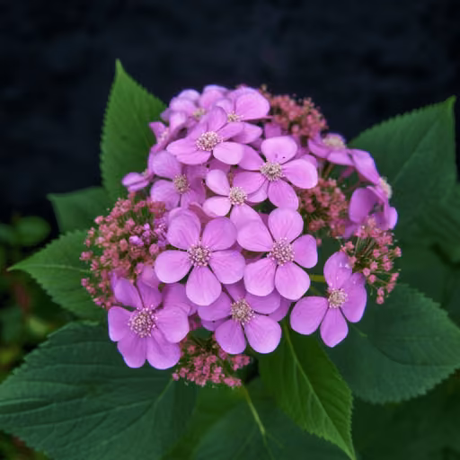 Mountain hydrangea (Hydrangea serrata)
