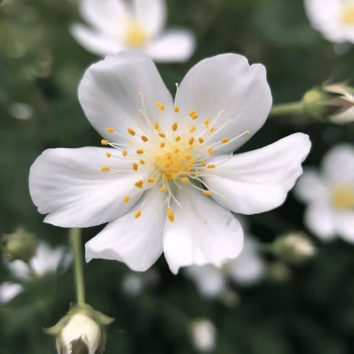 Multiflora rose (Rosa multiflora)